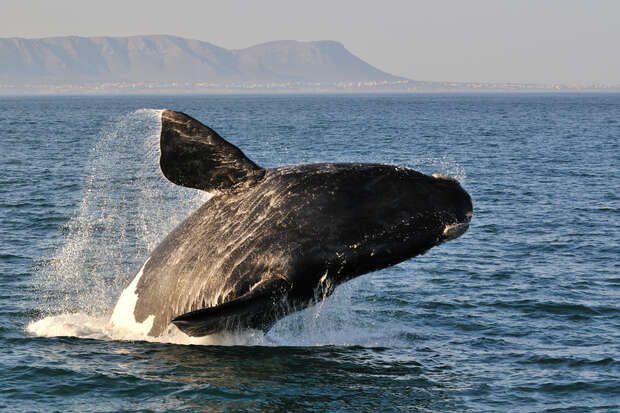 A whale leaps out of the ocean, splashing water around it. The distant mountains and clear sky form the background, suggesting a coastal environment.